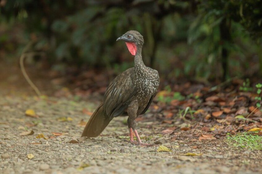 A bird standing on a ground covered with leaves and dirt. 4