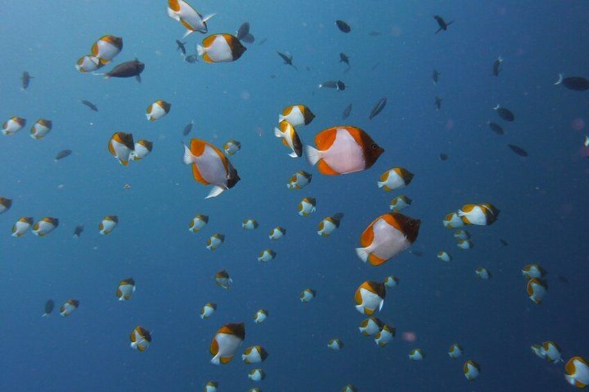 Un banco de peces nadando en el océano. 4