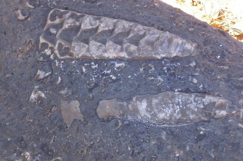 A fossil embedded in rock. 1