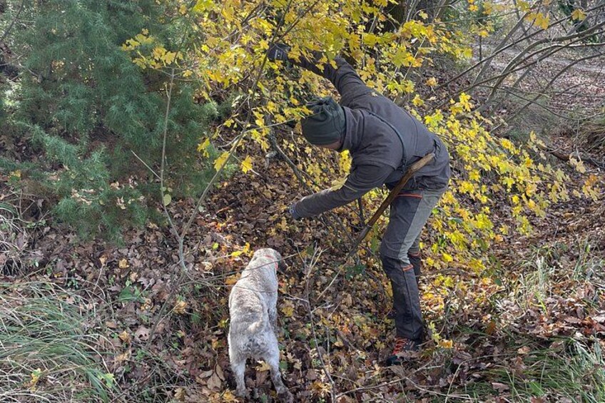 Une personne se trouve dans une zone boisée, entourée de feuillage jaune. Elle porte une veste sombre et des bottes, tient un bâton et interagit avec un chien blanc. 1