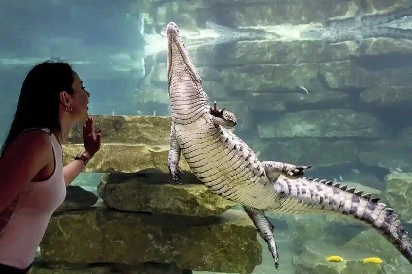 Dubai Crocodile Park Entry Ticket Discover Crocodiles Up Close 1