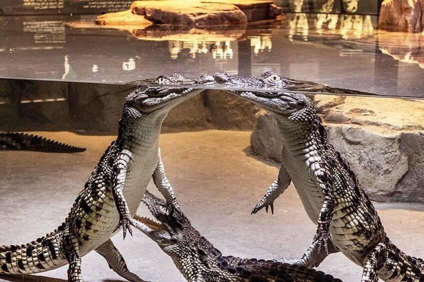 Dubai Crocodile Park Entry Ticket Discover Crocodiles Up Close 3