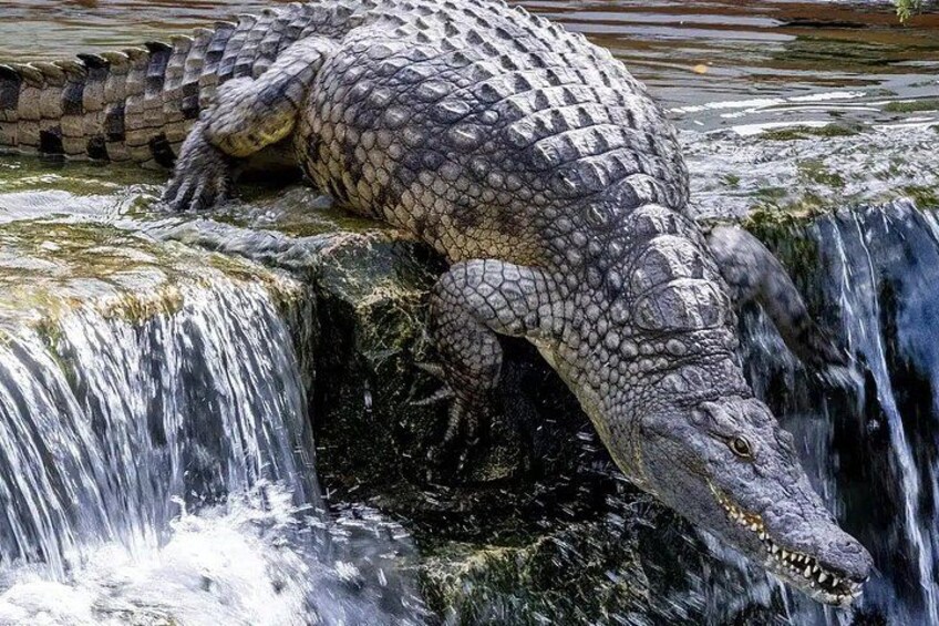 Dubai Crocodile Park Entry Ticket Discover Crocodiles Up Close 5