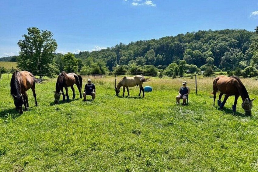 Meditation with Horses at HapBE Valley in Asheville 2