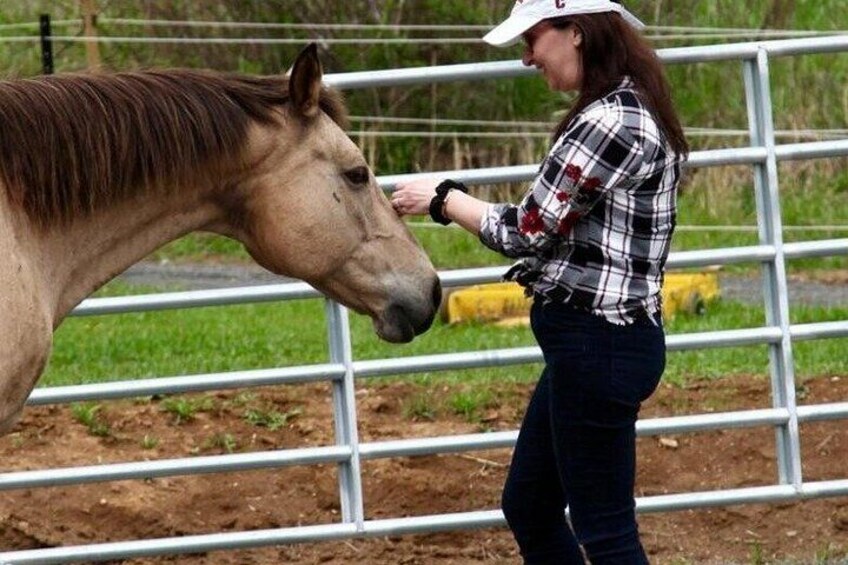 A person interacting with a horse near a metal fence in an outdoor setting. 2