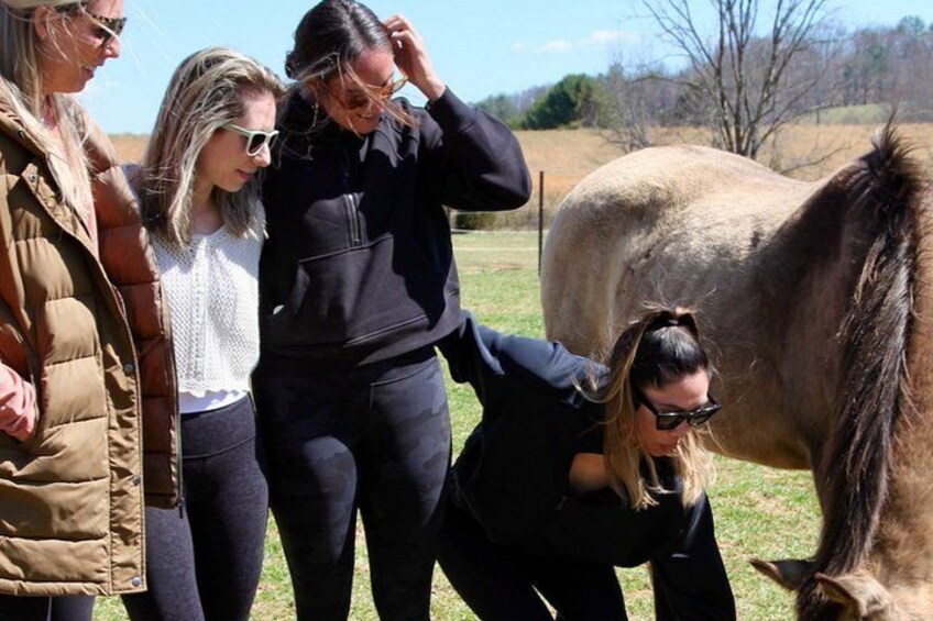 A group of people interacting with a horse in an outdoor setting. 4