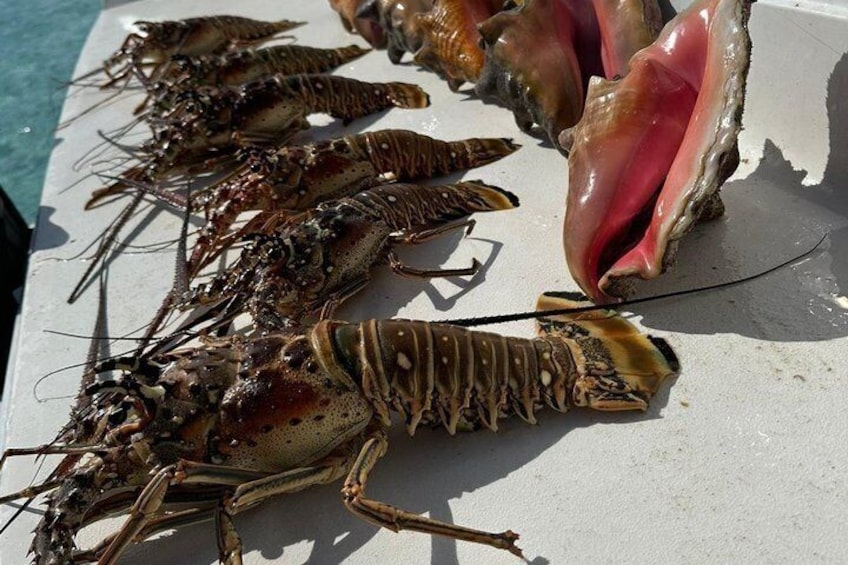 Lobsters on a white surface with a shell in the background. 3