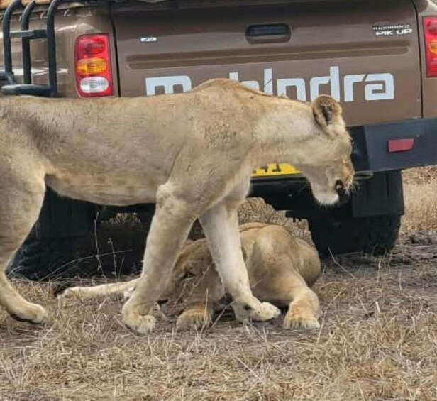A lioness lying on the ground with a vehicle in the background. 3