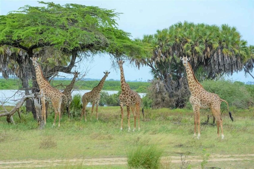 A group of giraffes feeding under a large tree in a grassy savannah. 2