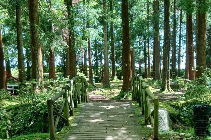 Un pont en bois, situé dans une forêt où les arbres sont très hauts, et un sentier qui traverse cette forêt. 2