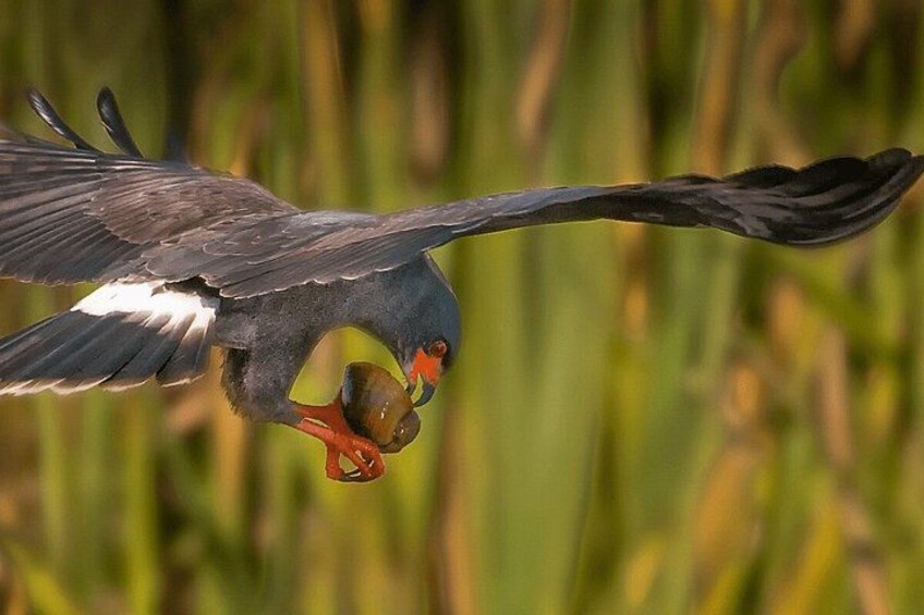 A bird in flight with a fish in its beak. 3