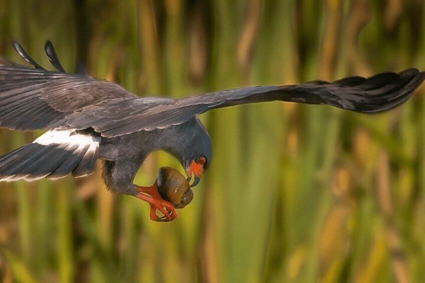 Private Everglades Airboat Adventure & Wildlife Exploration 3