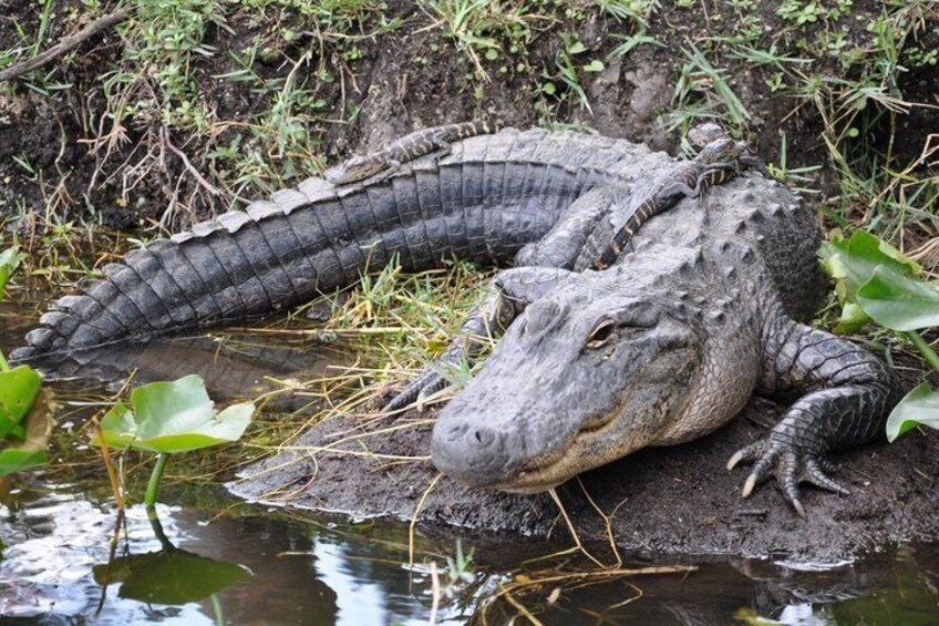 Private Everglades Airboat Adventure & Wildlife Exploration 4