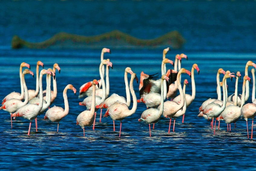 Un groupe de flamants roses se tient dans l’eau. 1