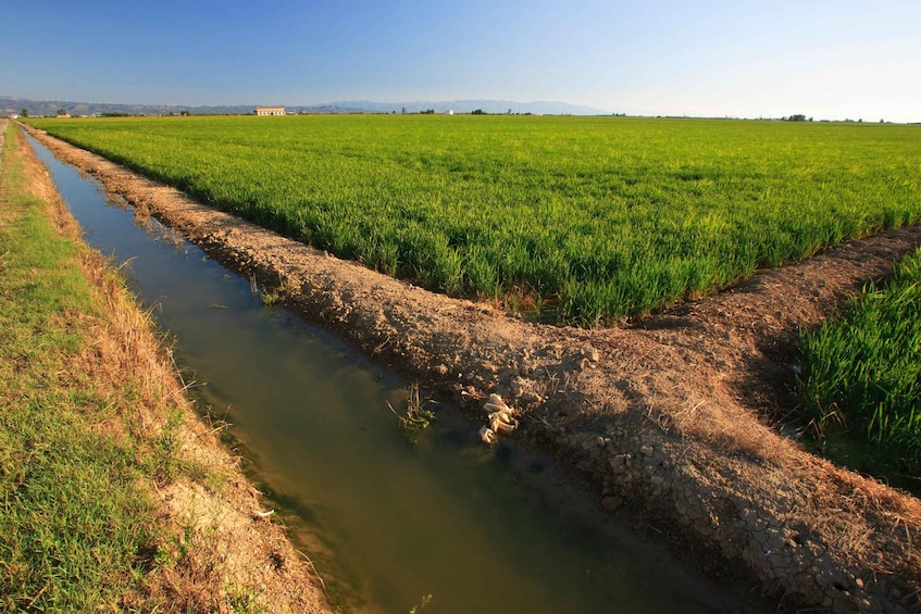 Un étroit canal d’eau traverse un champ verdoyant, sous un ciel dégagé. 4