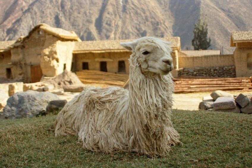 A llama in a grassy area with traditional stone buildings in the background. 3
