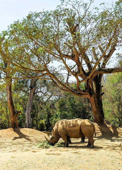 A rhinoceros grazing under a large tree in a natural setting. 2