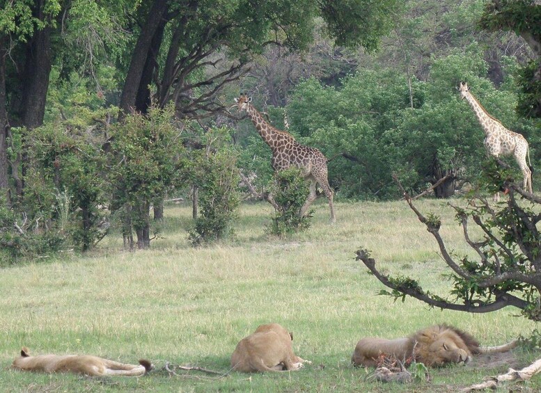 A savannah landscape with giraffes and lions. 1