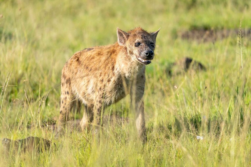 A hyena in a grassy field with rocks and tall grass. 4