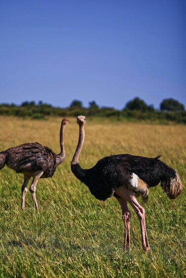 Two ostriches in a grassy field with a clear blue sky. 5