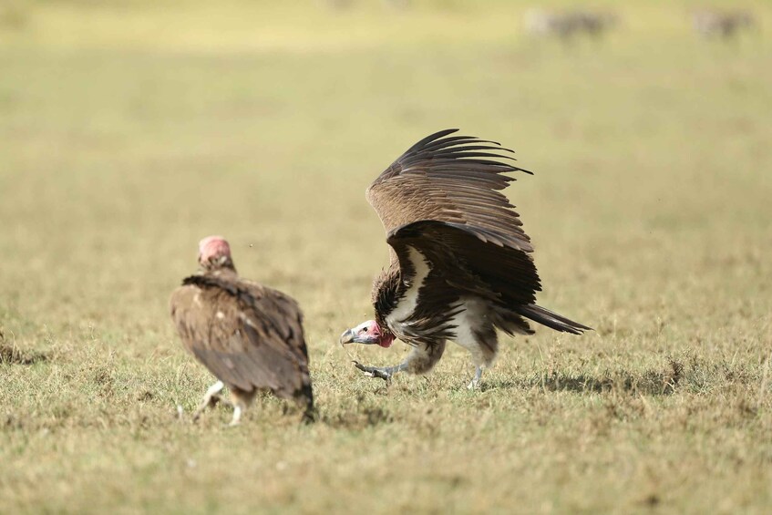 Two vultures on a grassy field. 3