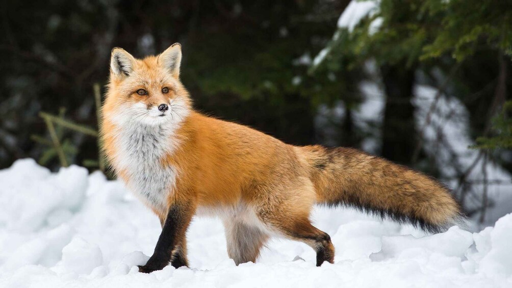 A fox in a snowy landscape. 3