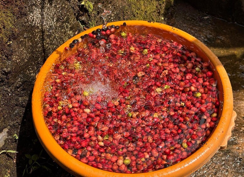 A bowl filled with red berries and water. 5