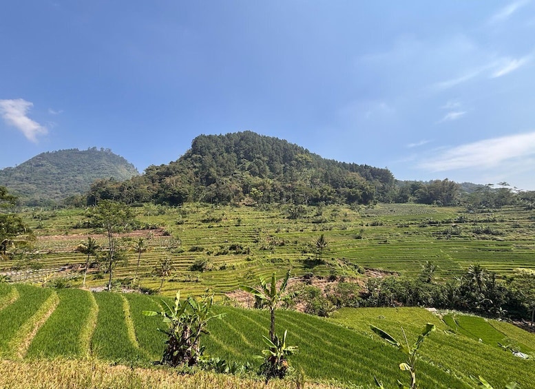 Terraced rice fields, a forested hill, and a clear blue sky. 1