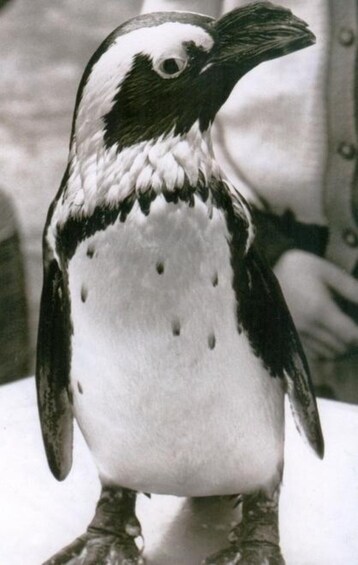 Mustavalkokuviollinen pingviini seisoo jonkin pinnan päällä. 5