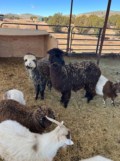 A group of sheep in a fenced enclosure with hay on the ground. 3