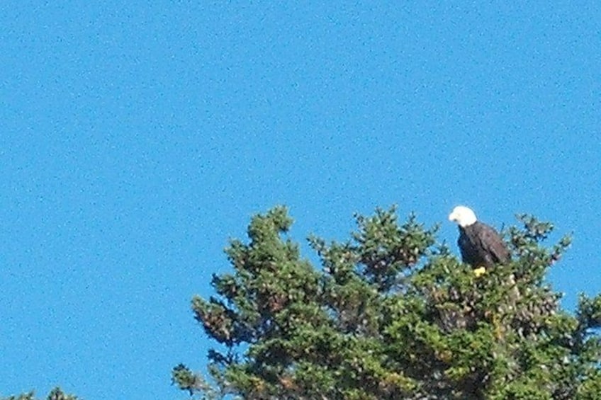 A bald eagle perched on a tree branch. 5