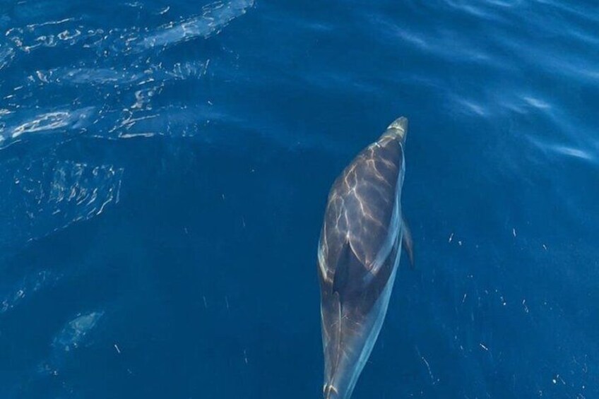 En delfin svømmer i havet. 4