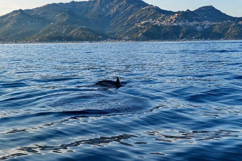 En delfin svømmer i havet med bjerge i baggrunden. 3