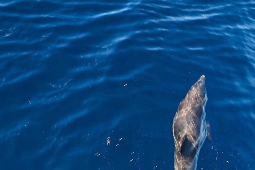 En delfin svømmer i havet. 2