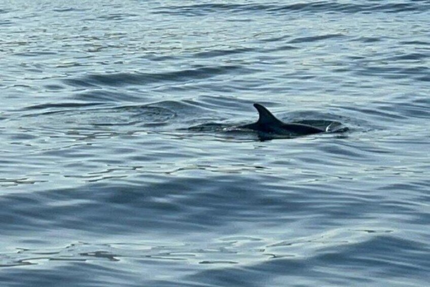 En delfin svømmer i havet. 5