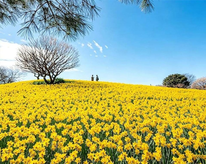 A field of yellow flowers under a clear sky with a few people standing on a hill. 2