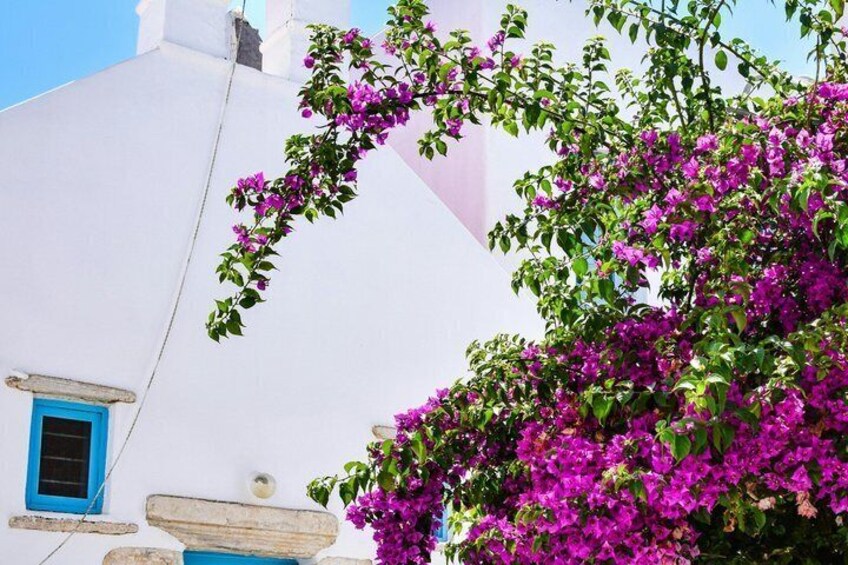 Ein weißes Gebäude mit einem blauen Fenster und einer rosa Bougainvillea-Ranke. 1