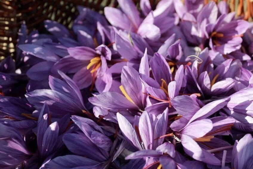 Montalcino Saffron The Red Gold Experience 2