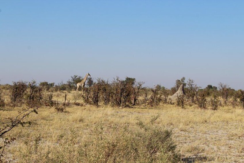 A giraffe in a dry savanna with sparse trees and a clear sky. 2