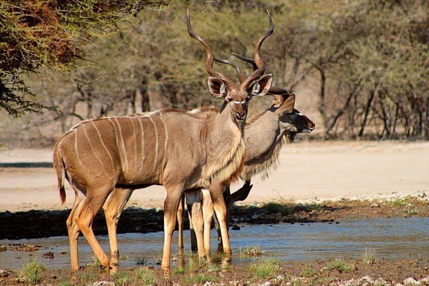 Two antelopes standing by a water body with sparse vegetation and trees in the background. 5