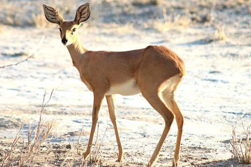 A deer standing in a dry grassland with sparse vegetation. 4