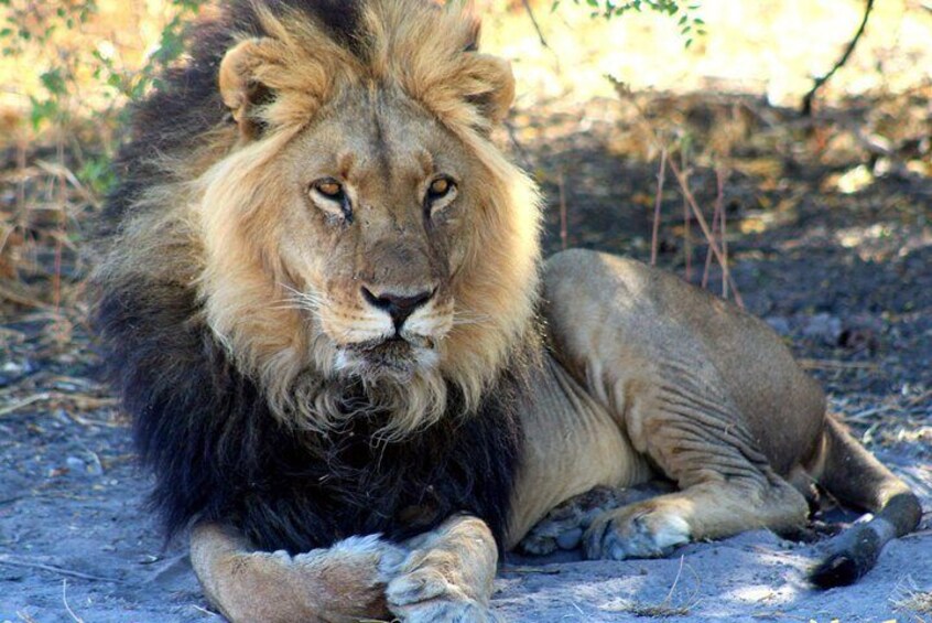 A lion lying on the ground in a natural setting. 1