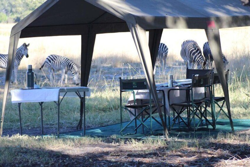 A safari tent with a table and chairs, surrounded by zebras in a grassy field. 2