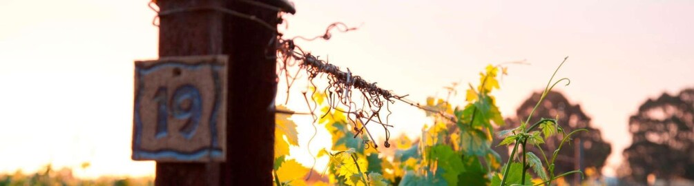 A wooden post with a sign marked '19' and a vine growing over it. 3