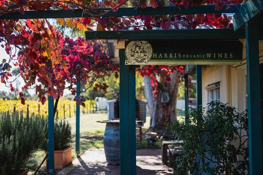 A vineyard with a sign reading 'HARRIS ORGANIC WINES' under a pergola with autumn leaves. 5