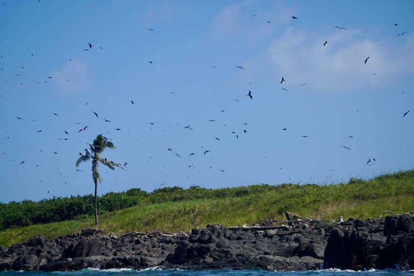 A rocky coastline with a palm tree and a flock of birds flying overhead. 5