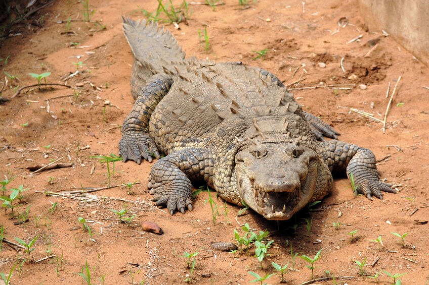 Un gran reptil, posiblemente un cocodrilo, descansando en el suelo con poca vegetación. 5
