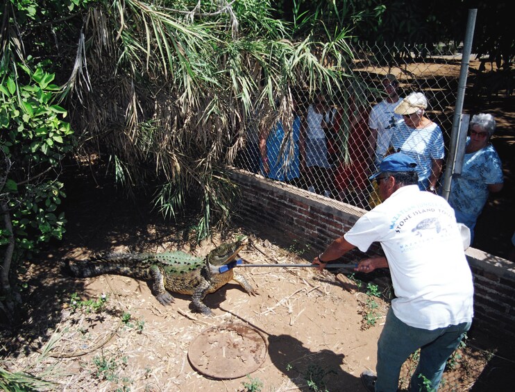 Un hombre sostiene un palo cerca de un cocodrilo en un recinto cercado. 3