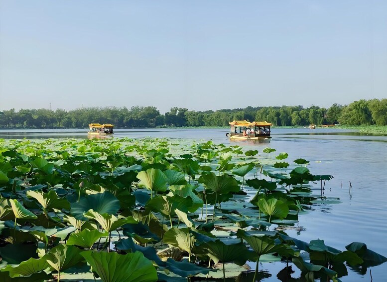 A calm lake with lotus plants in the foreground and two traditional boats with yellow canopies on the water. 3