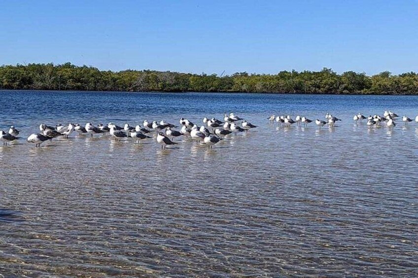 2 Hours Kayak Eco Tour in Tarpon Springs 5